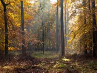 Autumnal forest  sun rays are shining through autumnal forest : Drenthe, achtergrond, atmosphere, autumn, background, balk, beam, blad, bladeren, bomen, boom, bos, brown, bruin, creatieve aard, creative nature, environment, fall, foliage, forest, gasselte, gebladerte, geel, golden, goud, green, groen, haze, herfst, herfstkleur, herfstkleuren, holland, landscape, landschap, licht, light, milieu, mist, mood, mos, moss, mystical, mystieke, najaar, nature, natuur, nederland, nevel, oranje, park, ray, rudmer zwerver, sfeer, stemming, sun, sunbeam, tree, vallen, wandelen, wandeling, yellow, zon, zonnestraal